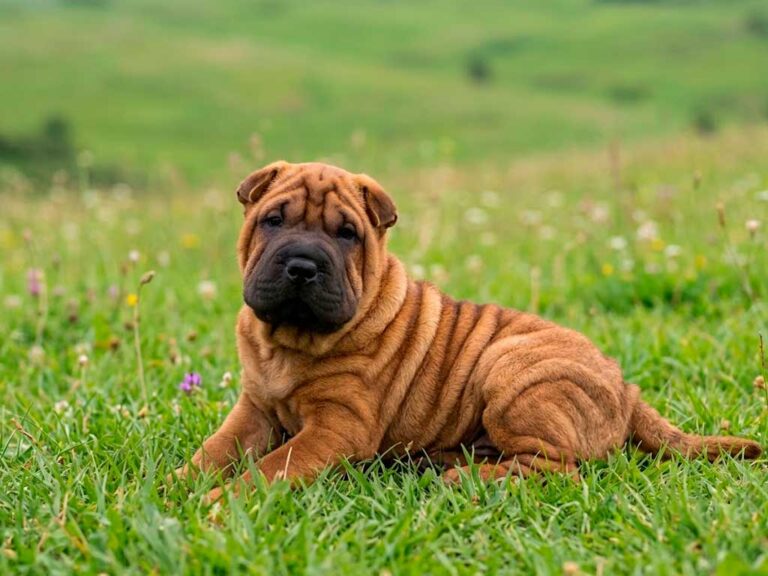 Shar Pei Dog Breed: What Those Wrinkles Actually Mean