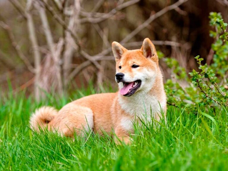 Shiba Inu Dog Breed: The Real Dog Behind the Meme