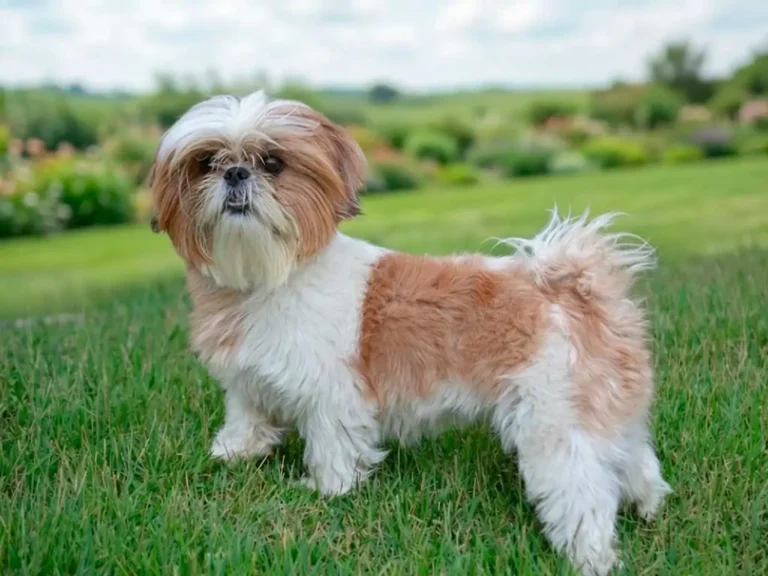 Shih Tzu Dog Breed: The Tiny Lion Behind the Legend