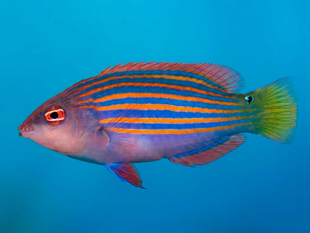 Six Line Wrasse Care Guide: Diet, Behavior & Compatibility