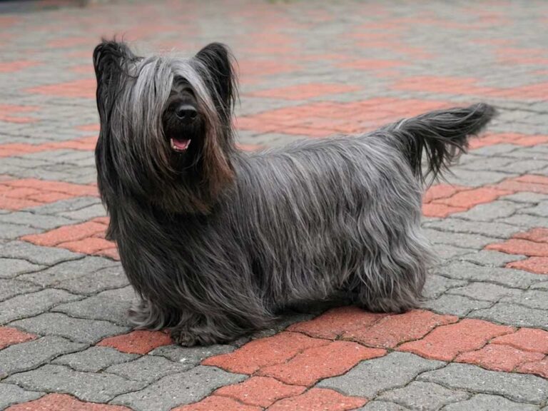 Skye Terrier Dog Breed: The True Story Behind Greyfriars Bobby