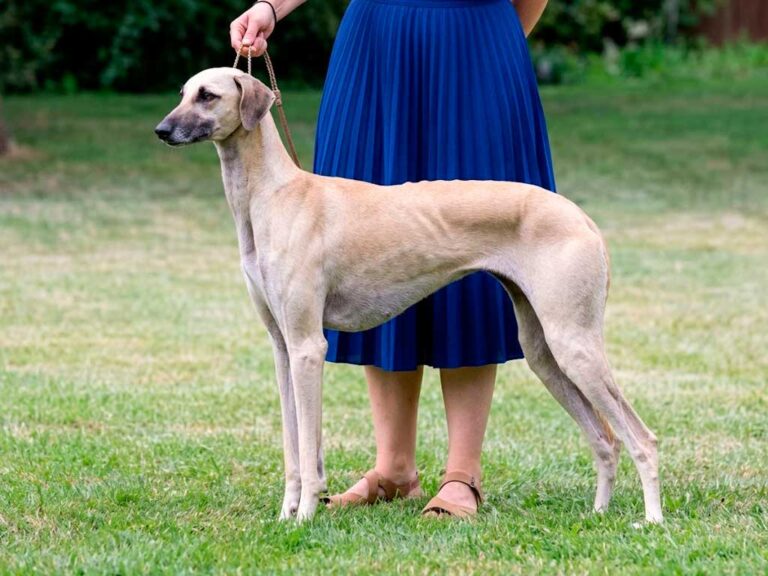 Sloughi Dog Breed: The Arabian Greyhound Found in Egyptian Tombs