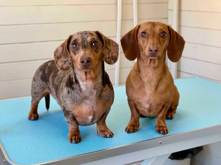 Smooth-Haired Dachshund: The Easy-Care Coat