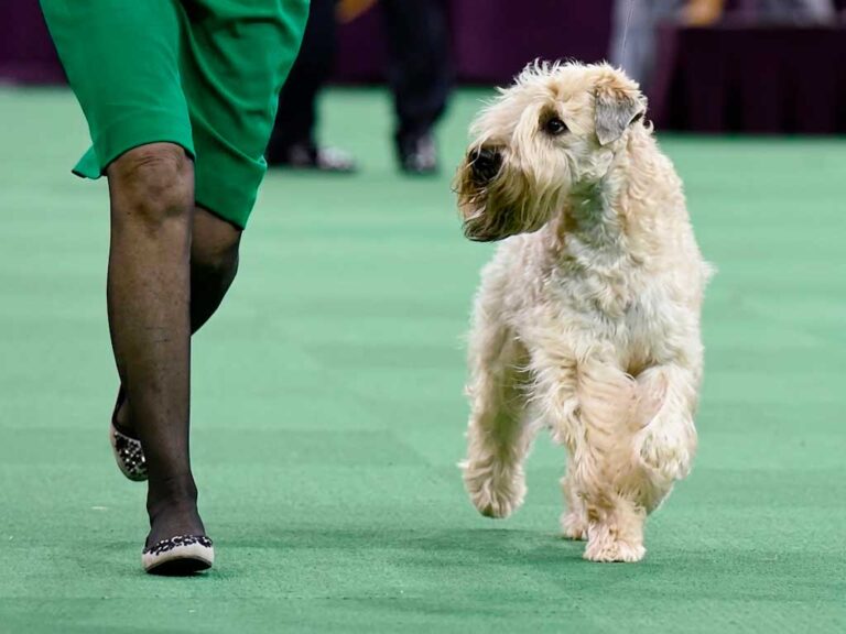 Soft Coated Wheaten Terrier: Meet Broadway's Record-Holding Dog