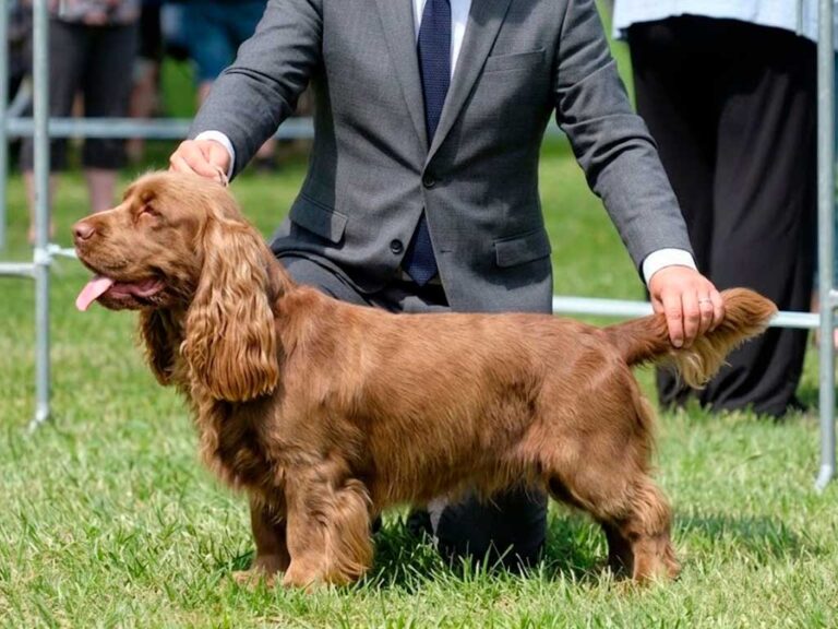 Sussex Spaniel Breed Guide: The Rare Hunter With a Nose for Trouble
