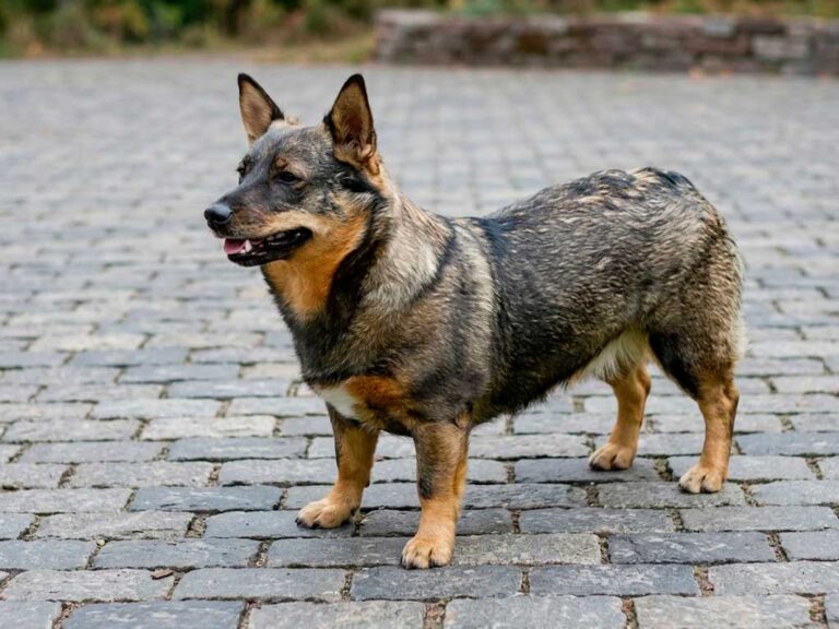 Swedish Vallhund: Featured on World Postage Stamps