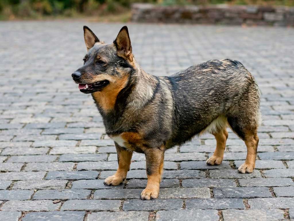 Swedish Vallhund: Featured on World Postage Stamps
