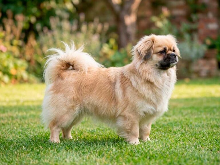 Tibetan Spaniel Dog Breed: The Little Lion That Guarded Monasteries