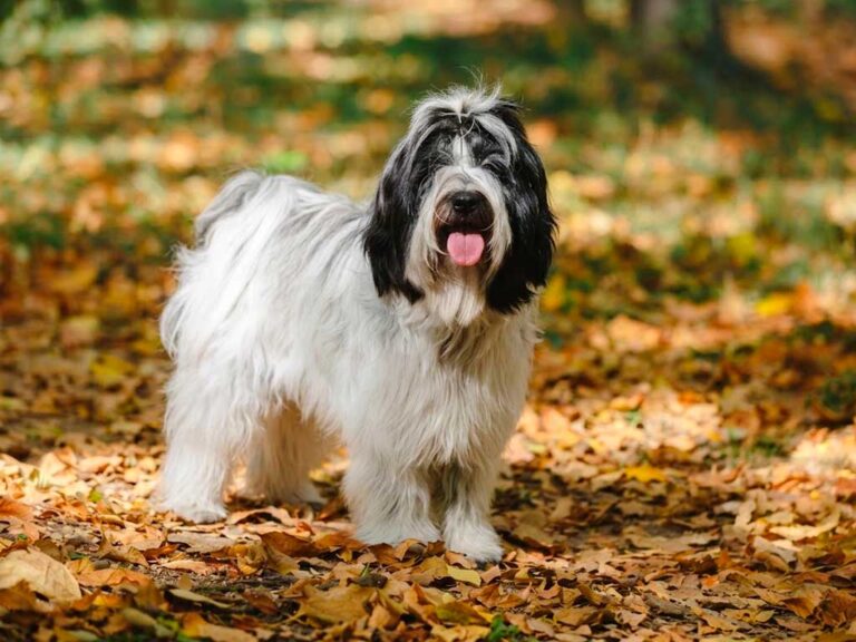Tibetan Terrier Dog Breed: Not Actually a Terrier At All