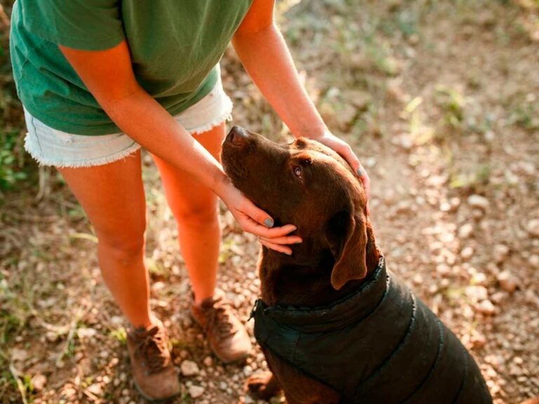 Types of Pet Insurance Plans Explained