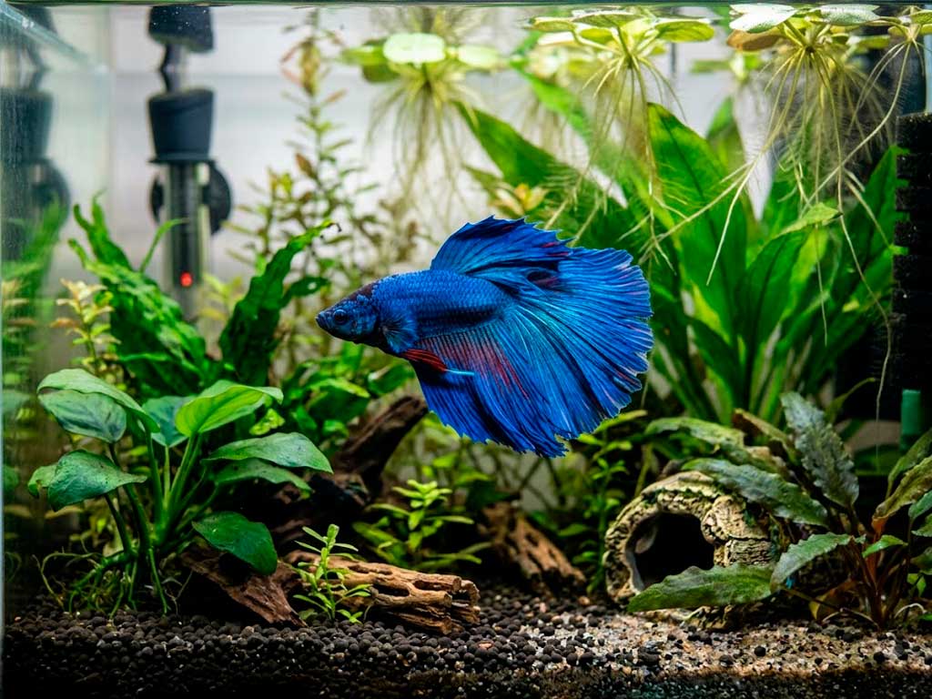 Veiltail Betta: Why It’s Everywhere and How to Care for One