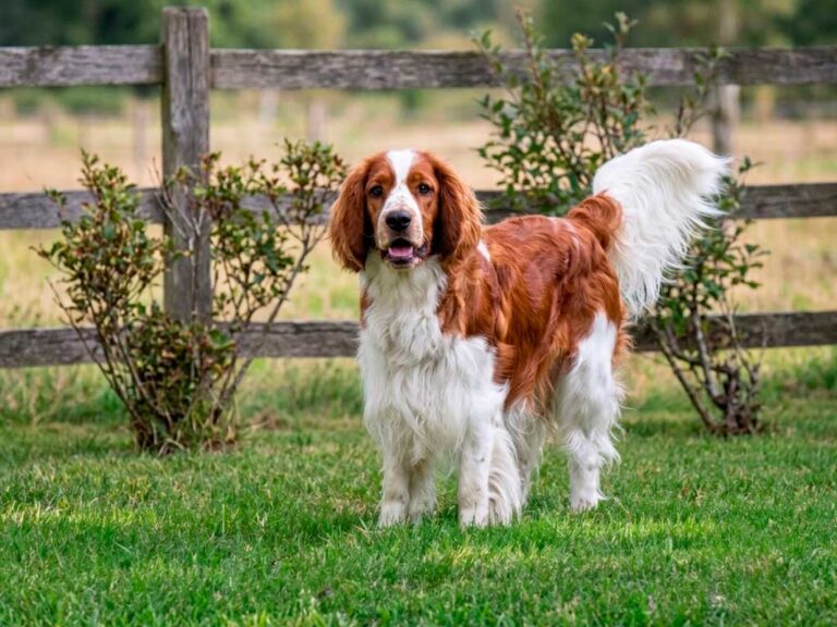 Welsh Springer Spaniel: Meet the Original Velcro Dog