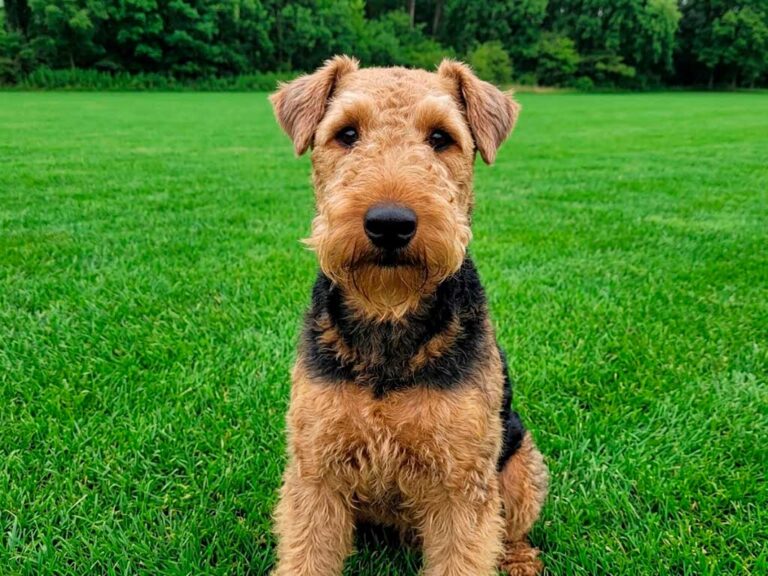 Welsh Terrier Dog Breed: From Downing Street to the White House