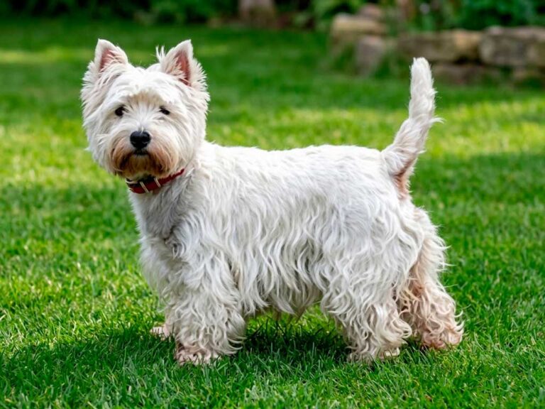 West Highland White Terrier: The Tragic Hunting Accident