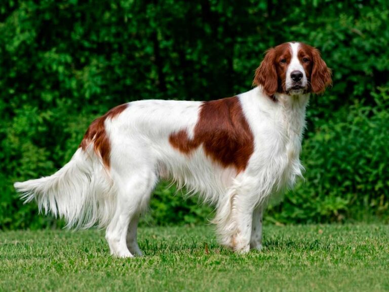 What Is an Irish Red and White Setter? A Rare Breed Guide
