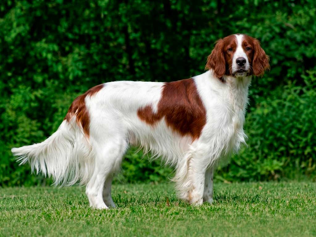 What Is an Irish Red and White Setter? A Rare Breed Guide