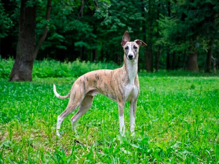 Whippet Dog Breed: Too Adorable for Alien 3