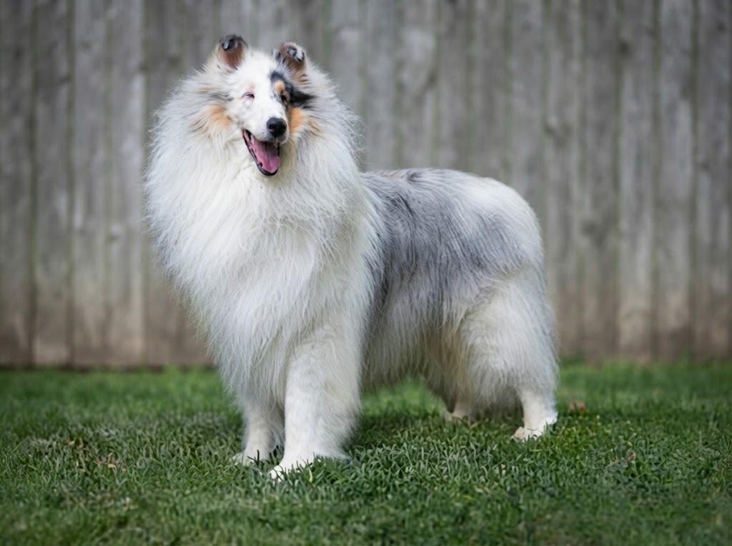 White Collies