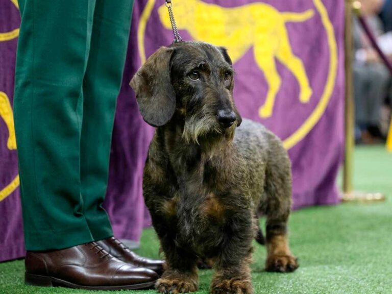 Wire-Haired Dachshund: Not Actually a Hound