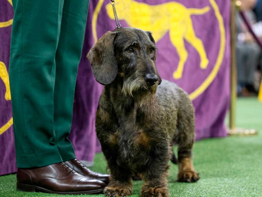 Wire-Haired Dachshund: Not Actually a Hound