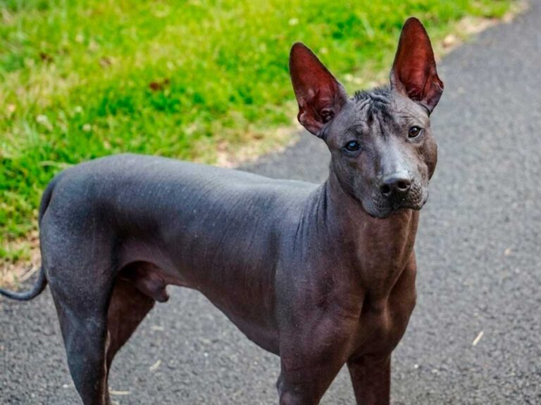 Xoloitzcuintle Dog Breed: Mexico's Ancient Dog God