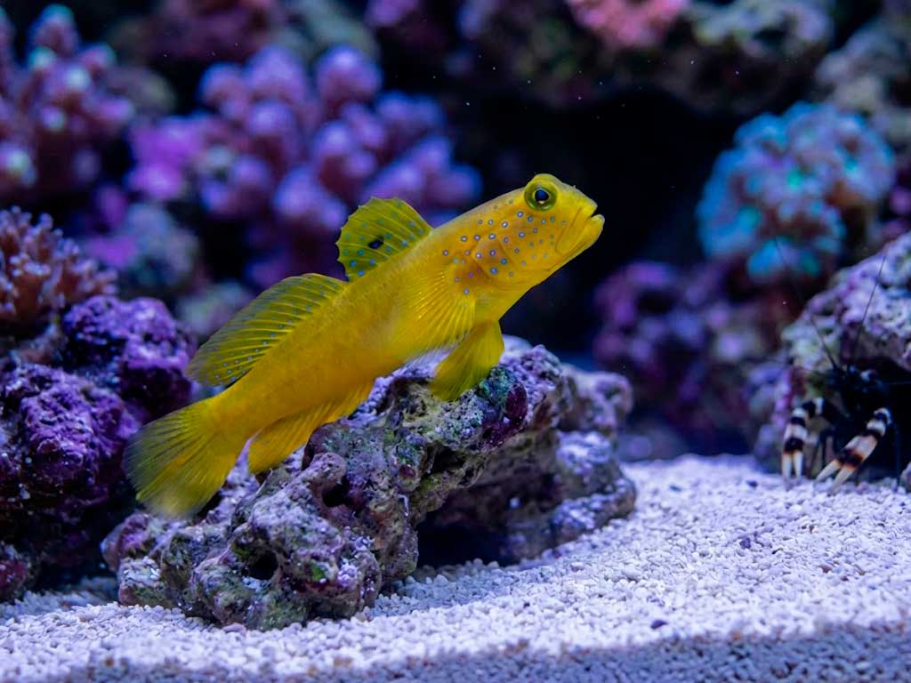 Yellow Watchman Goby