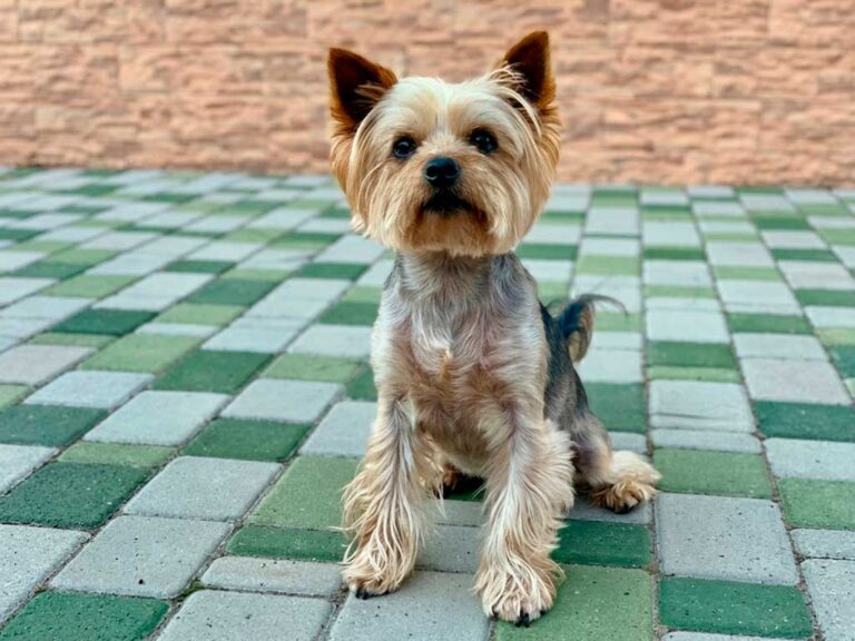 Yorkshire Terrier: The War Hero Who Became First Therapy Dog