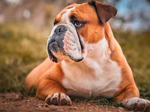 Bull Dog