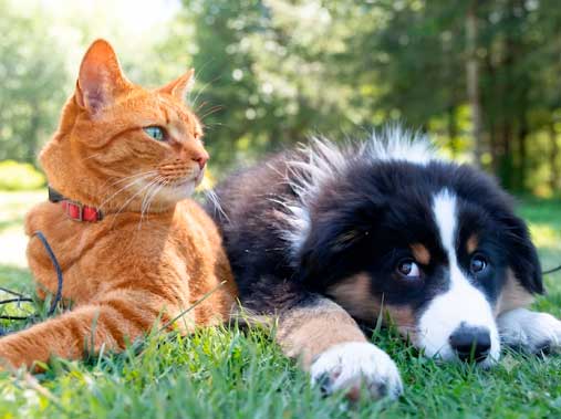 Pet Care Guides and Tools
