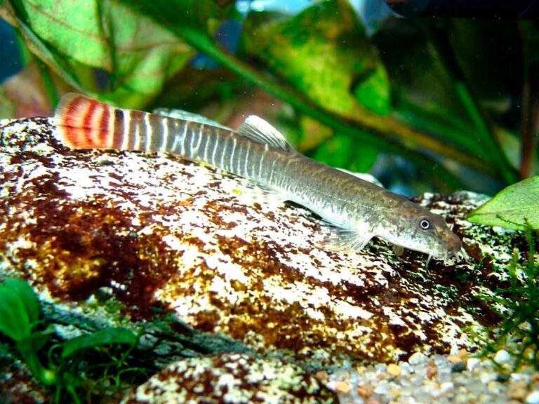 Aborichthys Elongatus: Care Guide for the Red-Tailed Squirrel Loach