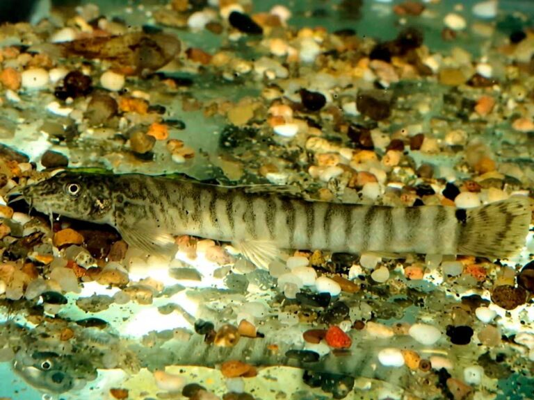 Aborichthys Garoensis