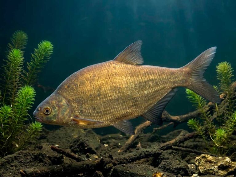 Abramis Brama