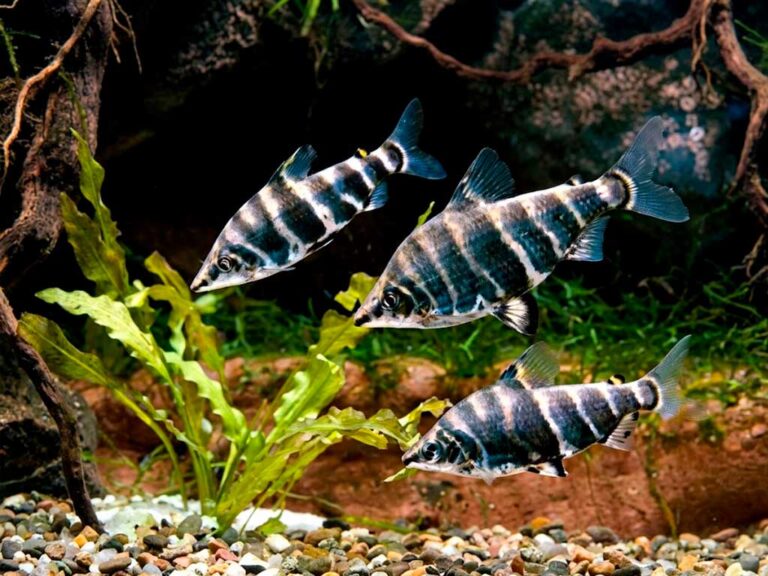 Abramites Hypselonotus