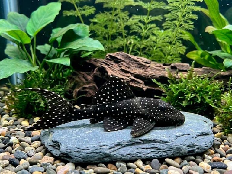 Acanthicus Adonis: Care Guide for the Adonis Pleco