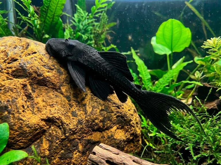 Acanthicus Hystrix: Care Guide for the Lyre-Tail Pleco (L155)