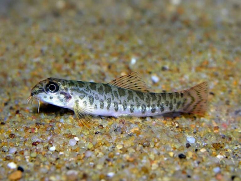Acanthocobitis Botia