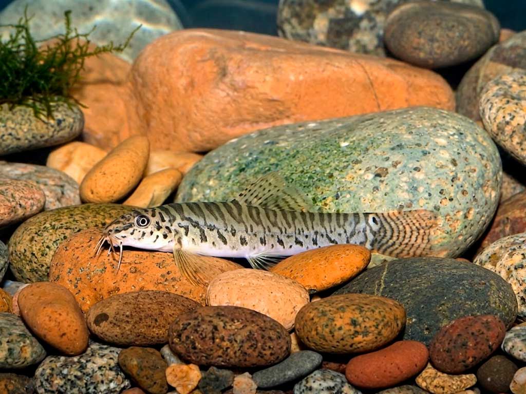 Acanthocobitis Zonalternans
