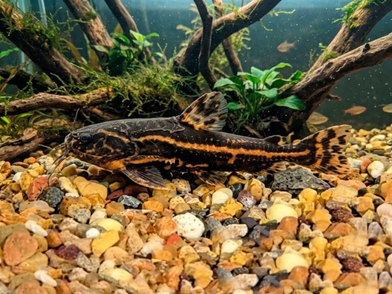 Acanthodoras Cataphractus