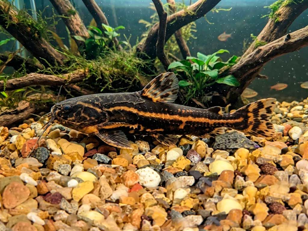 Acanthodoras Cataphractus