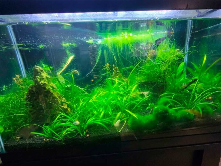 Algae Control & Water Clarity Treatments aquarium Guide