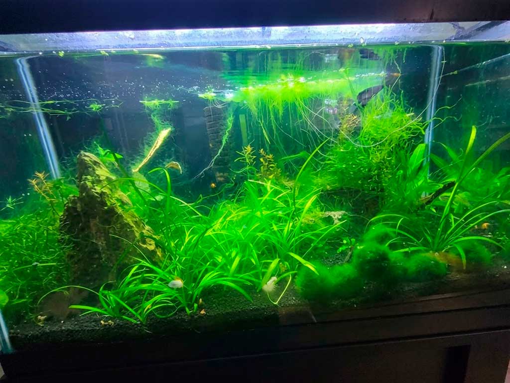 Algae Control & Water Clarity Treatments aquarium Guide