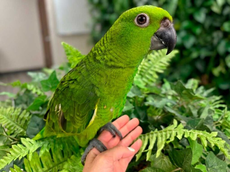 Amazon Parrot Care Guide: What to Know Before You Get One