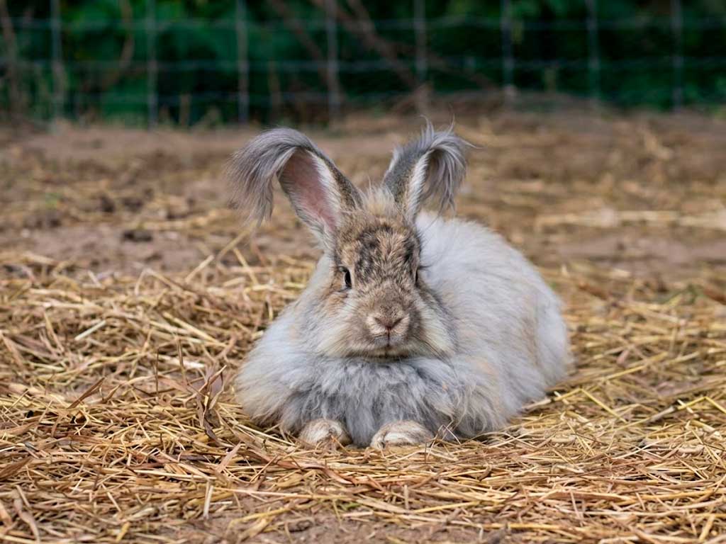 Angora Rabbit Care: Why Grooming Comes First