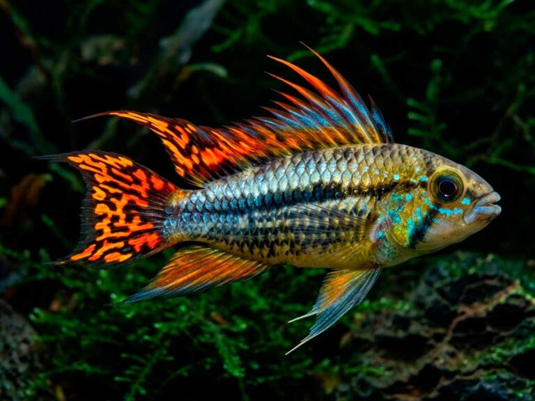Apistogramma Cacatuoides Care: The Complete Cockatoo Cichlid Guide