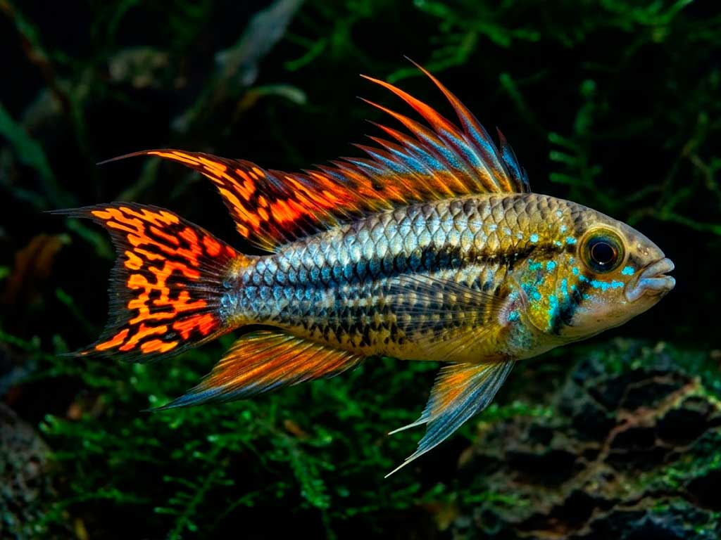 Apistogramma Cacatuoides Care: The Complete Cockatoo Cichlid Guide