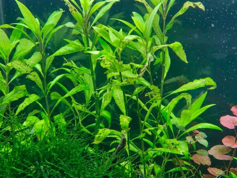 Aquarium Plant Deficiency Chart: Symptoms, Causes and Fixes