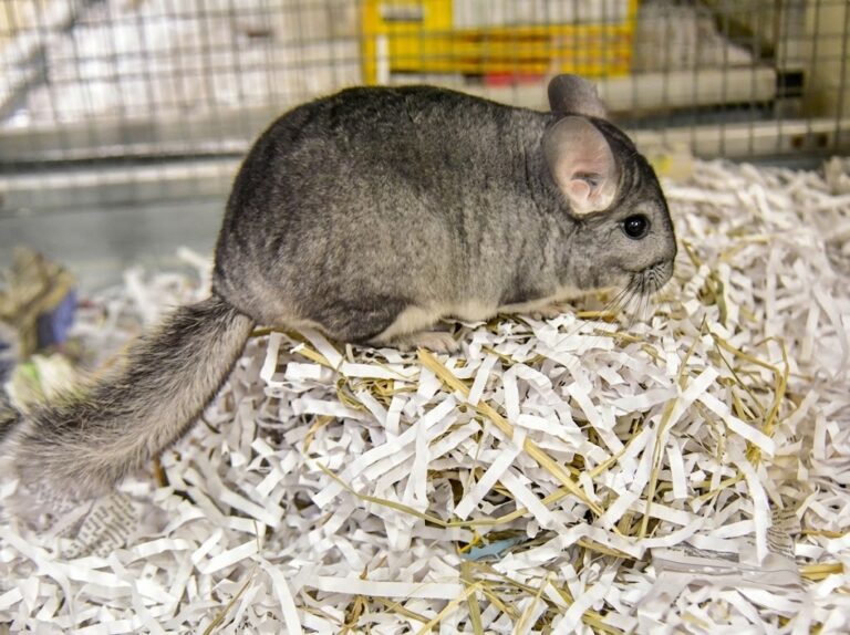 Are Chinchillas Endangered