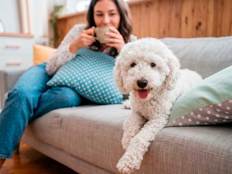 Are Poodle Hypoallergenic Dogs Really a Thing? Here's What Owners Need to Know