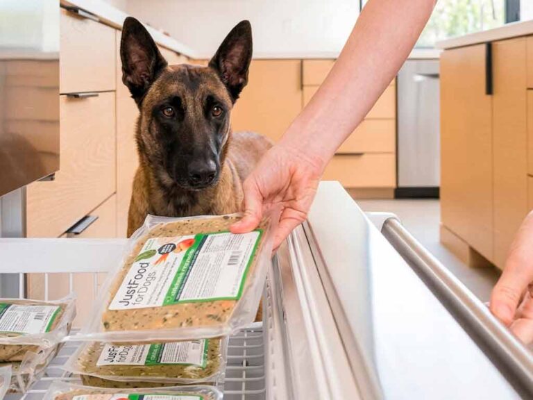 Best Dog Food for Sensitive Stomach: What Actually Helps