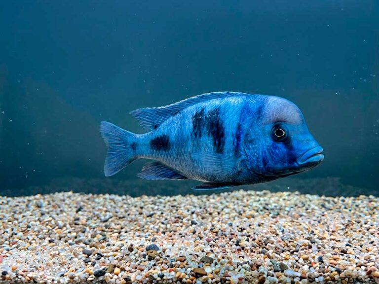 Blue Dolphin Cichlid
